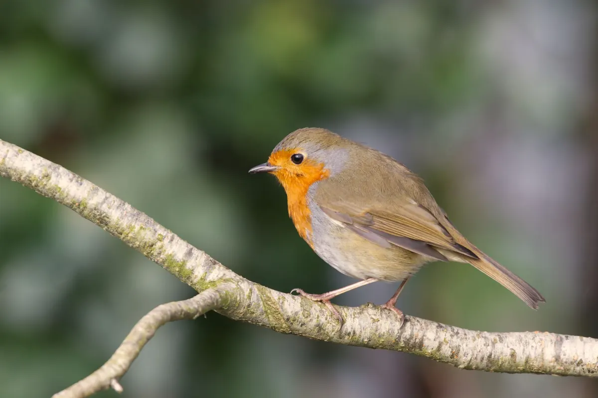 British Garden Birds: A Beginner’s Guide to the 15 Most Common Species