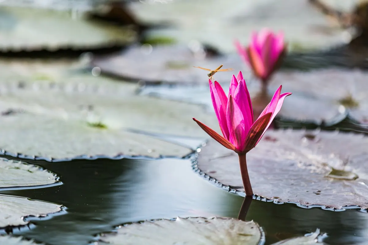 How to Create a Wildlife Pond for Birds: A Step-by-Step Habitat Guide