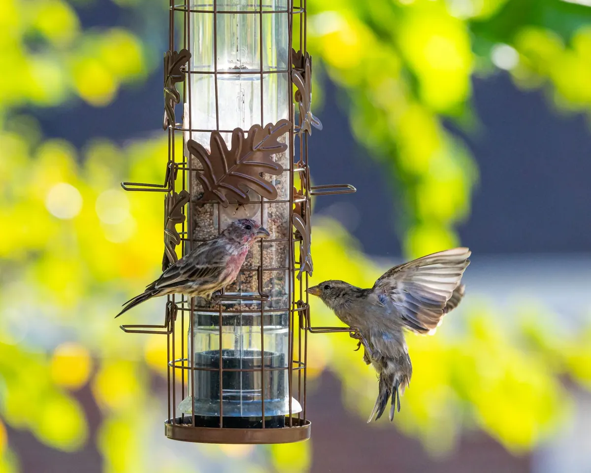 How to Photograph Birds at a Feeding Station: Settings, Perches and Ethics